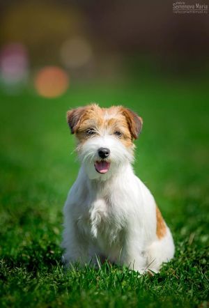 Dog Photo