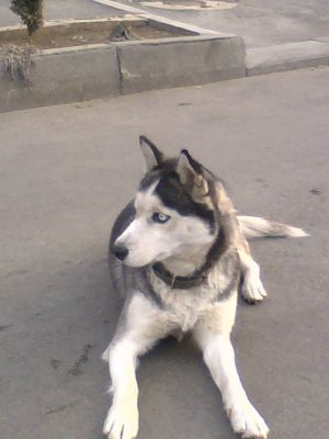 Dog Photo