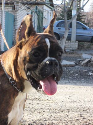 Dog Photo
