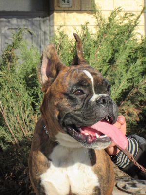 Dog Photo