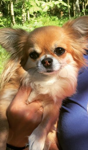 Dog Photo