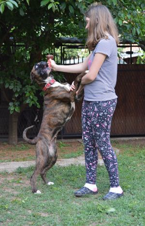 Dog Photo