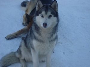 Dog Photo