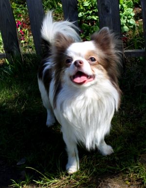 Dog Photo