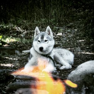 Dog Photo