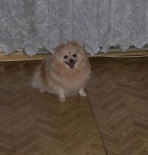Dog Photo