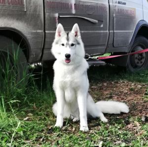 Dog Photo