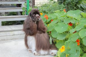 Dog Photo