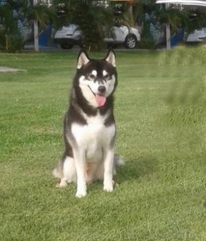 Dog Photo