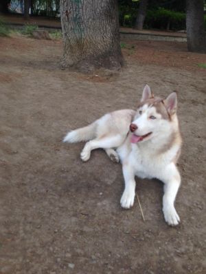 Dog Photo