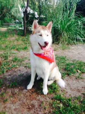 Dog Photo