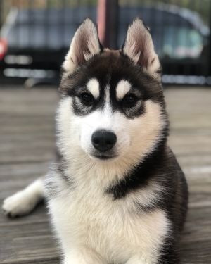 Dog Photo