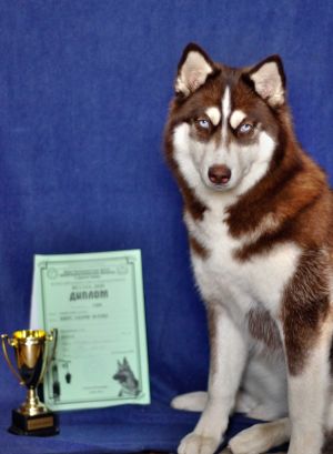 Dog Photo