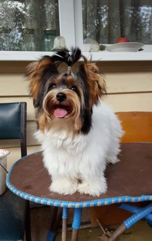 Dog Photo
