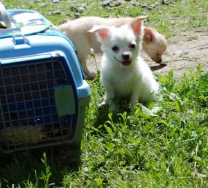 Dog Photo
