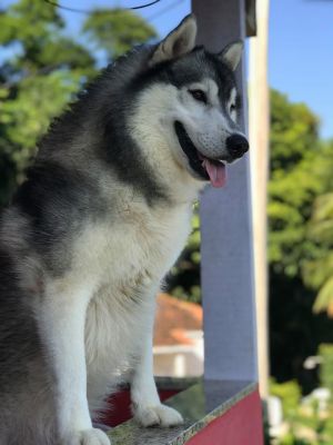 Dog Photo