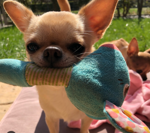 Dog Photo