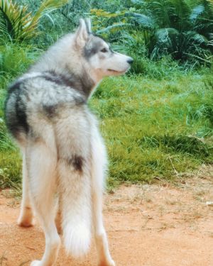 Dog Photo