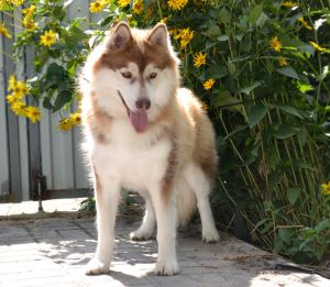 Dog Photo