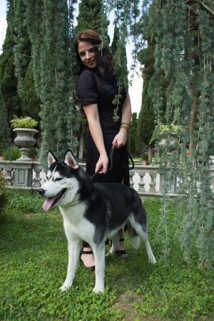 Dog Photo