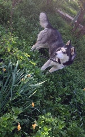 Dog Photo