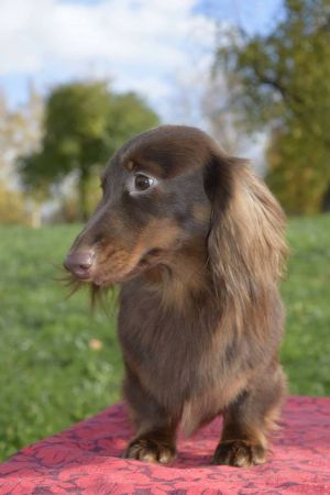 Dog Photo