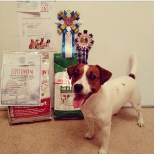 Dog Photo
