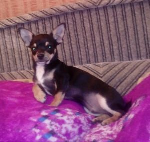 Dog Photo