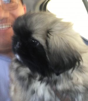 Dog Photo