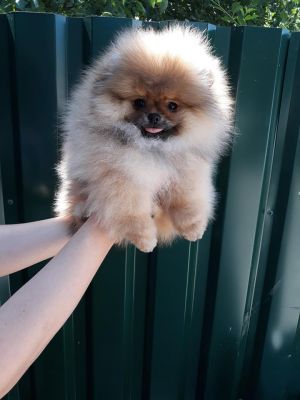 Dog Photo