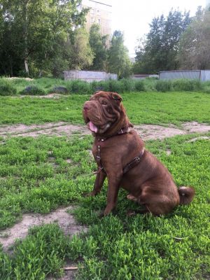 Dog Photo