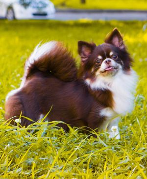 Dog Photo