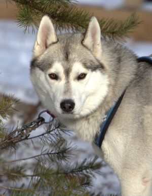 Dog Photo