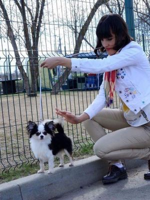 Dog Photo