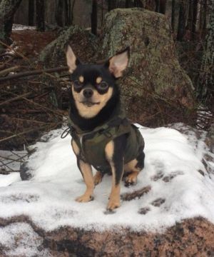 Dog Photo
