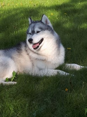 Dog Photo