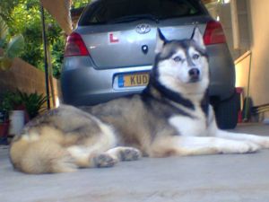 Dog Photo