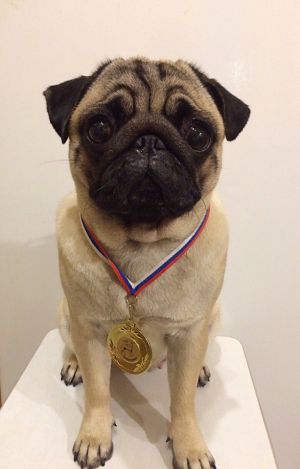 Dog Photo