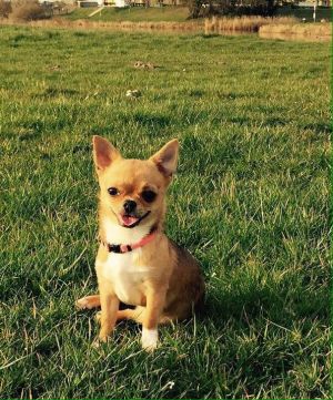 Dog Photo