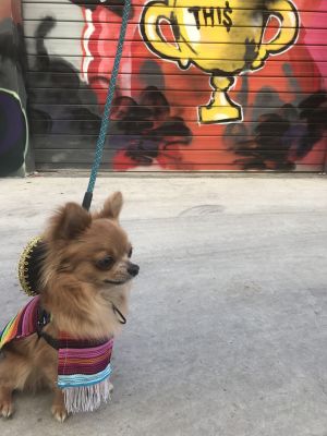Dog Photo