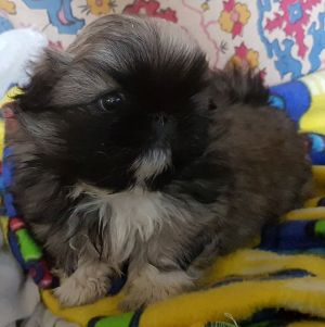 Dog Photo