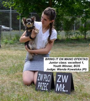 Dog Photo