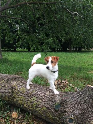 Dog Photo