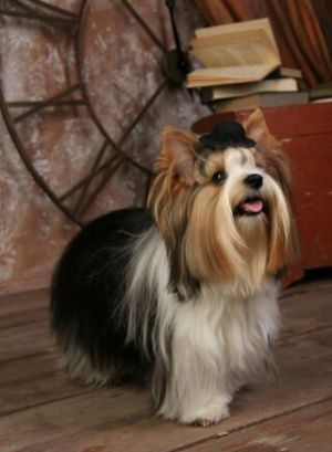 Dog Photo