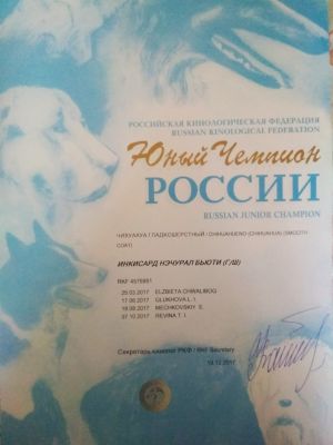 Dog Photo