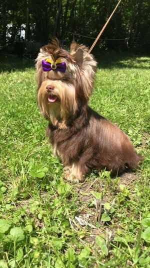 Dog Photo