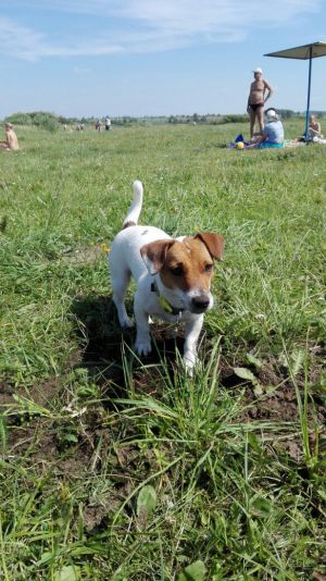 Dog Photo