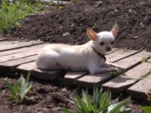 Dog Photo