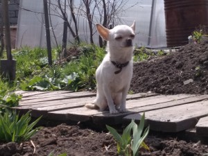 Dog Photo
