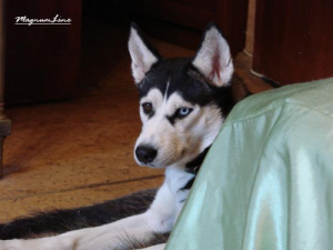 Dog Photo